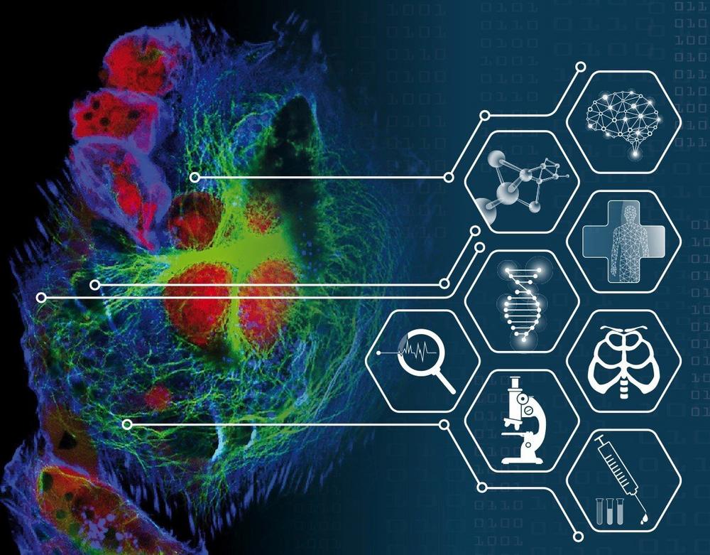 3D Cell Culture 2025: Functional Precision Medicine (Konferenz | Freiburg (Elbe))